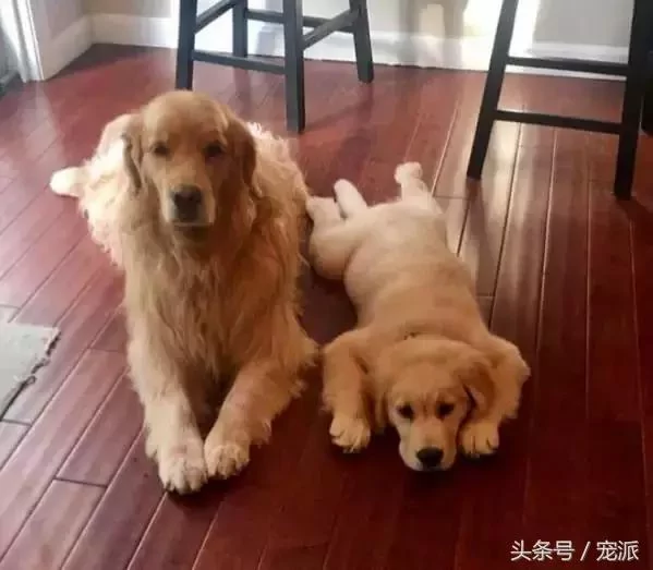 主人要揍金毛的孩子 金毛急了 直接和主人打起来了!