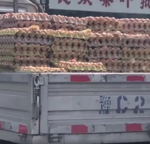 大热天!鸡蛋车小鸡直接破壳而出 路人傻眼:下面的怎么办啊!
