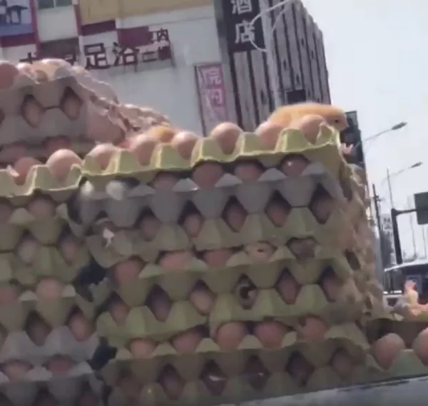 大热天!鸡蛋车小鸡直接破壳而出 路人傻眼:下面的怎么办啊!