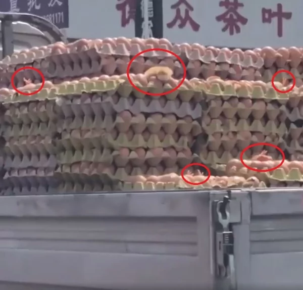 大热天!鸡蛋车小鸡直接破壳而出 路人傻眼:下面的怎么办啊!