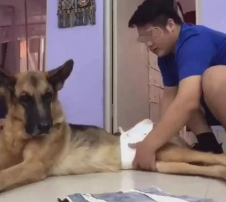 主人每天给老狗换尿片 狗狗:来生做儿女用一生来报答!