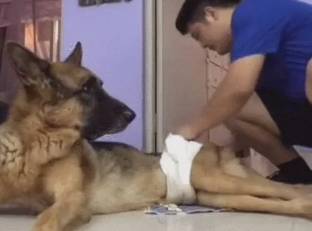 主人每天给老狗换尿片 狗狗:来生做儿女用一生来报答!