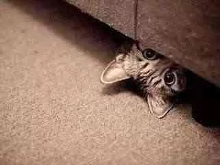 主人找猫咪半小时无果 最终发现它的藏身之处!