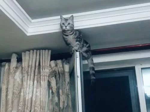 主人找猫咪半小时无果 最终发现它的藏身之处!