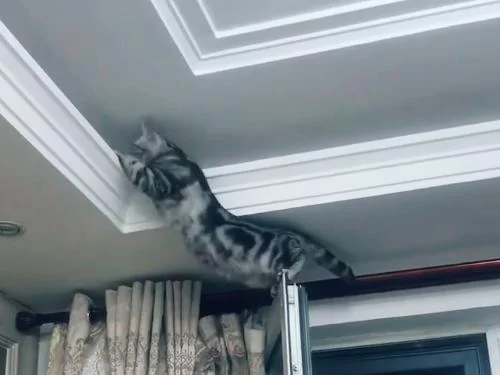 主人找猫咪半小时无果 最终发现它的藏身之处!