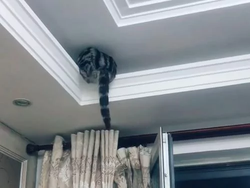 主人找猫咪半小时无果 最终发现它的藏身之处!