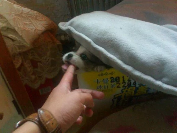 树下躲雨的流浪小奶狗瑟瑟发抖 抱它的时候一个劲舔手指 让人心疼!