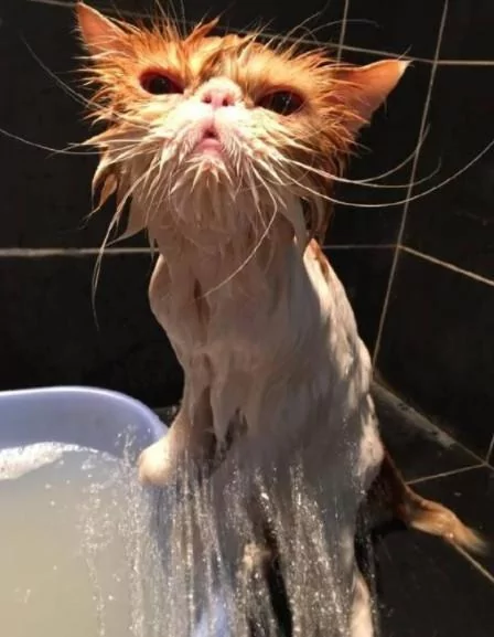 他帮猫咪洗澡洗了一半 去接个电话 回来惊呆了!