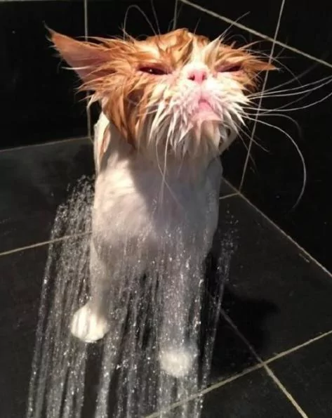 他帮猫咪洗澡洗了一半 去接个电话 回来惊呆了!