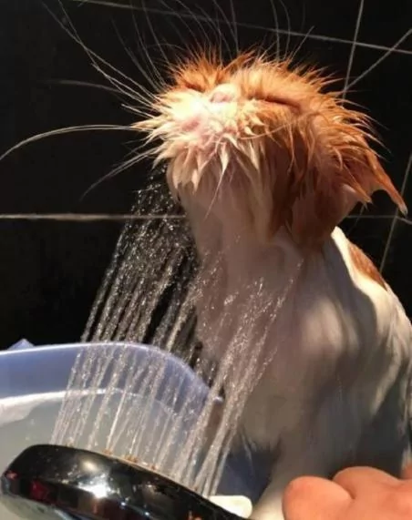 他帮猫咪洗澡洗了一半 去接个电话 回来惊呆了!