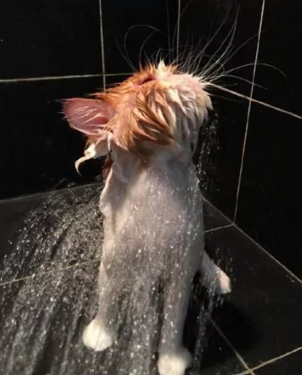 他帮猫咪洗澡洗了一半 去接个电话 回来惊呆了!