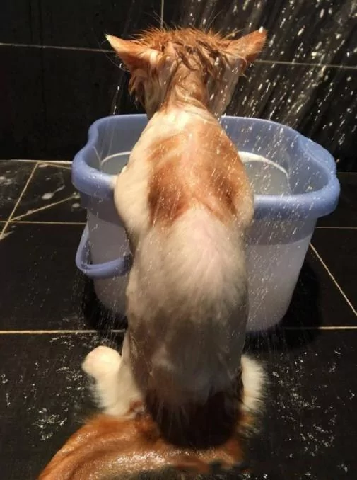 他帮猫咪洗澡洗了一半 去接个电话 回来惊呆了!
