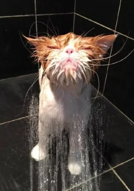 他帮猫咪洗澡洗了一半 去接个电话 回来惊呆了!