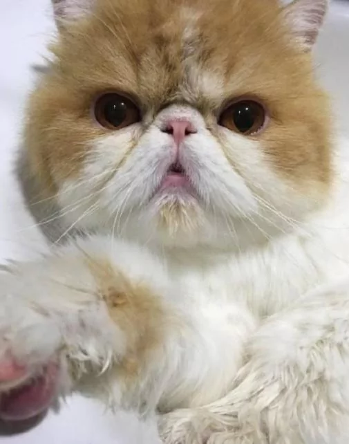 他帮猫咪洗澡洗了一半 去接个电话 回来惊呆了!