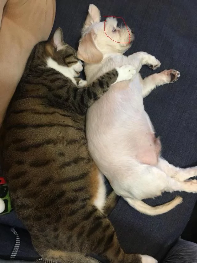 网友看到猫咪搂着狗狗睡觉 感觉特温馨 走近一看 好像哪里不对劲儿!