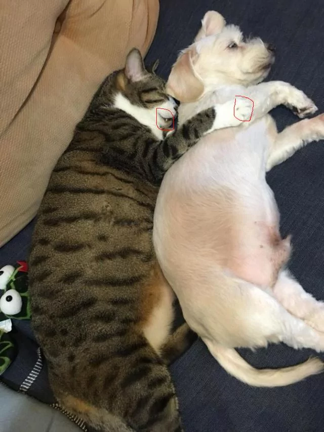 网友看到猫咪搂着狗狗睡觉 感觉特温馨 走近一看 好像哪里不对劲儿!
