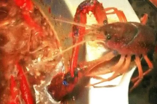 断螯求生小龙虾 感动食客纷纷求情放生 结果…..