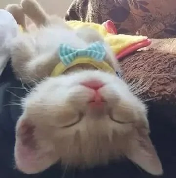 主人想给小橘猫洗澡 猫咪抱住水管卖萌 网友直呼受不了