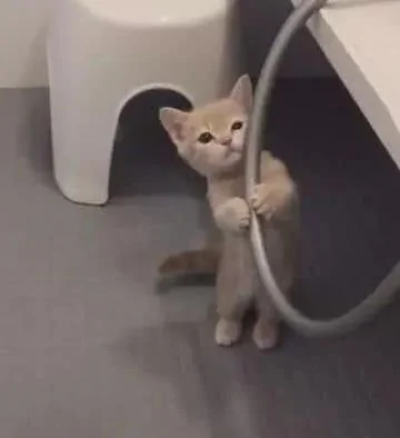主人想给小橘猫洗澡 猫咪抱住水管卖萌 网友直呼受不了