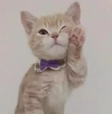 主人想给小橘猫洗澡 猫咪抱住水管卖萌 网友直呼受不了