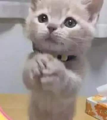 主人想给小橘猫洗澡 猫咪抱住水管卖萌 网友直呼受不了