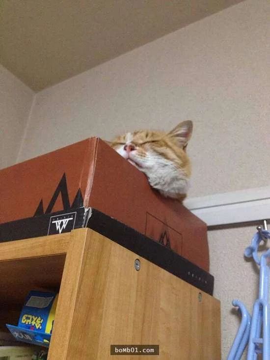 猫咪喜欢靠着下巴其实不是在装可爱或慵懒!背后的原因是…