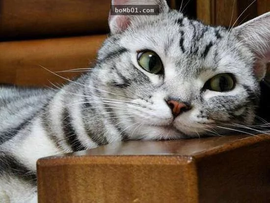 猫咪喜欢靠着下巴其实不是在装可爱或慵懒!背后的原因是…