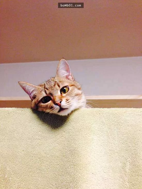 猫咪喜欢靠着下巴其实不是在装可爱或慵懒!背后的原因是…