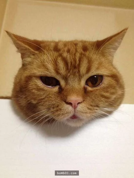 猫咪喜欢靠着下巴其实不是在装可爱或慵懒！背后的原因是…