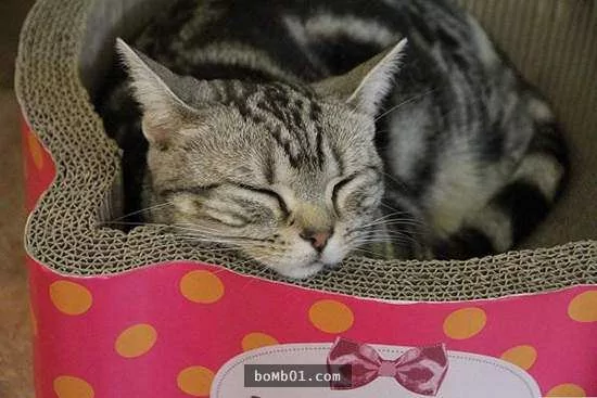 猫咪喜欢靠着下巴其实不是在装可爱或慵懒!背后的原因是…