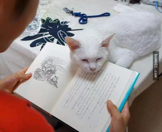 猫咪喜欢靠着下巴其实不是在装可爱或慵懒!背后的原因是…