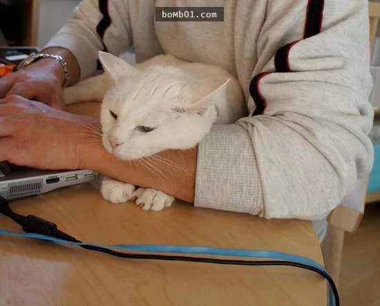猫咪喜欢靠着下巴其实不是在装可爱或慵懒!背后的原因是…