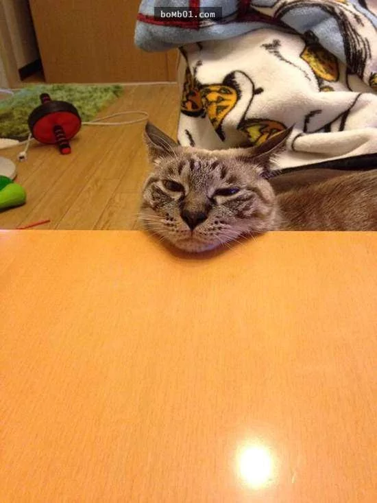 猫咪喜欢靠着下巴其实不是在装可爱或慵懒!背后的原因是…