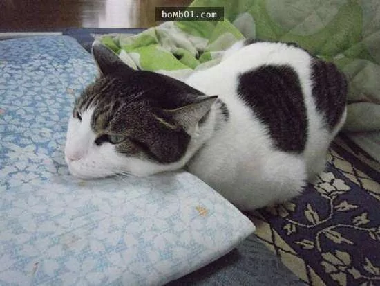 猫咪喜欢靠着下巴其实不是在装可爱或慵懒!背后的原因是…