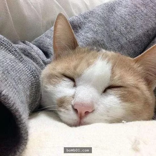 猫咪喜欢靠着下巴其实不是在装可爱或慵懒!背后的原因是…