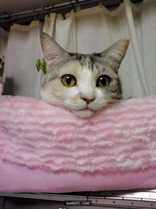 猫咪喜欢靠着下巴其实不是在装可爱或慵懒!背后的原因是…