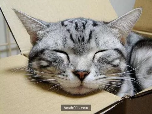 猫咪喜欢靠着下巴其实不是在装可爱或慵懒!背后的原因是…