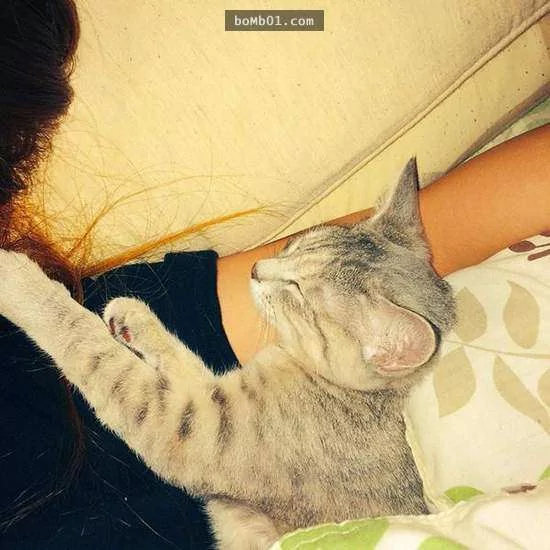 猫咪喜欢靠着下巴其实不是在装可爱或慵懒!背后的原因是…