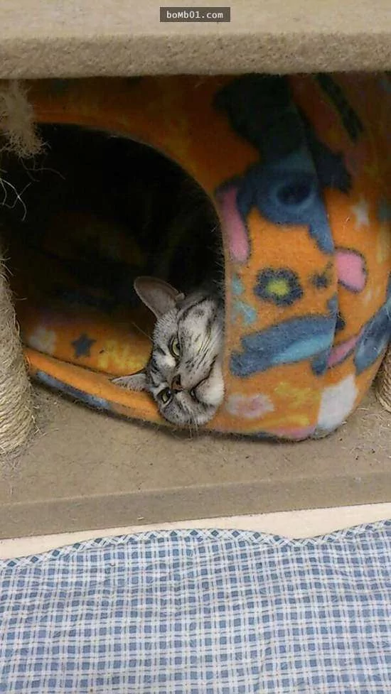 猫咪喜欢靠着下巴其实不是在装可爱或慵懒!背后的原因是…