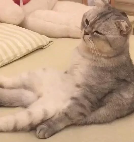 猫咪做完绝育被主人关在房间 主人偷偷从门缝看到了这幕!