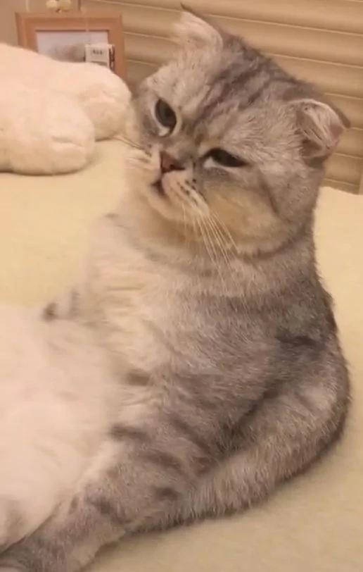 猫咪做完绝育被主人关在房间 主人偷偷从门缝看到了这幕!