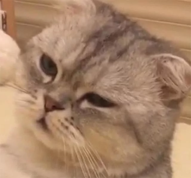 猫咪做完绝育被主人关在房间 主人偷偷从门缝看到了这幕!