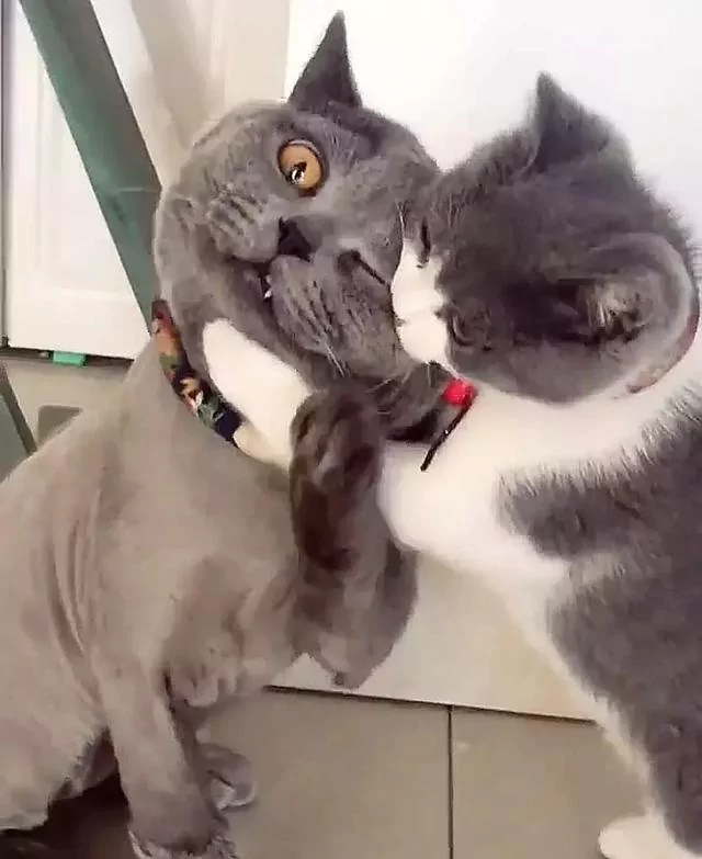 主人给猫主子找了个小媳妇 太过热情 蓝猫要哭了:离我远点!