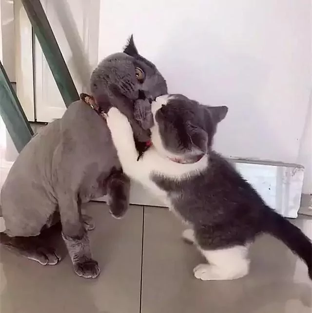 主人给猫主子找了个小媳妇 太过热情 蓝猫要哭了:离我远点!