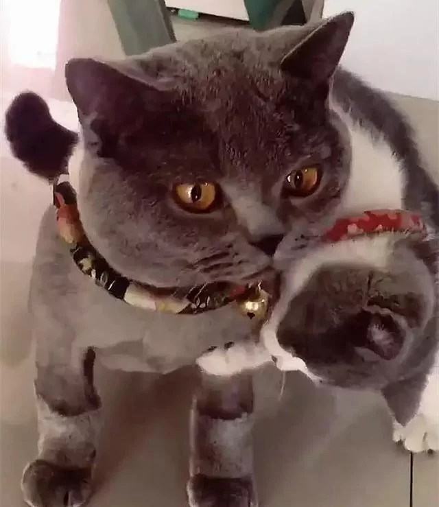 主人给猫主子找了个小媳妇 太过热情 蓝猫要哭了:离我远点!