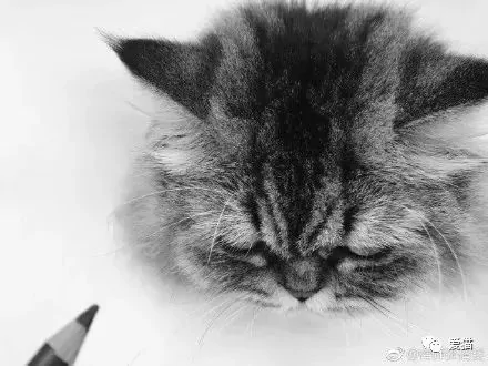 画猫有什么难的?!哈哈哈笑喷~!