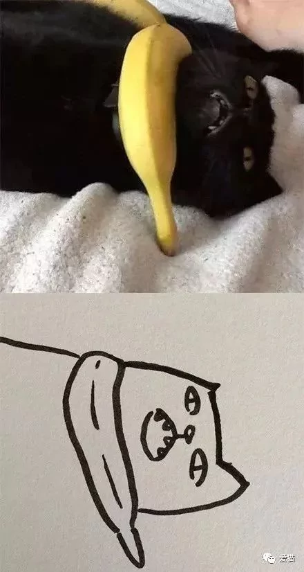 画猫有什么难的?!哈哈哈笑喷~!