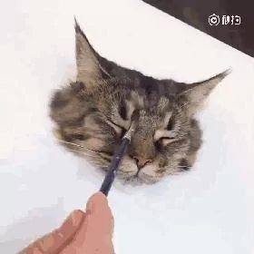 画猫有什么难的?!哈哈哈笑喷~!