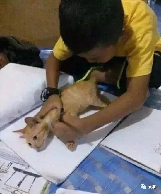 画猫有什么难的?!哈哈哈笑喷~!