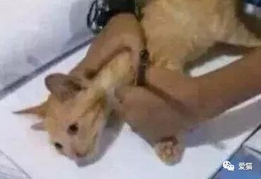 画猫有什么难的?!哈哈哈笑喷~!